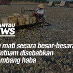 Ikan mati secara besar-besaran di Vietnam disebabkan gelombang haba